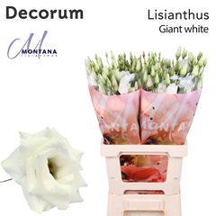 Eustoma Double Arena Giant White 70cm
