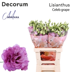 Eustoma Double Celeb Grape 70cm