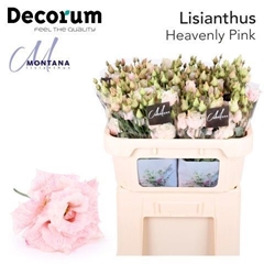 Eustoma Double Painted Heavenly Pink 70cm