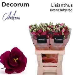 Eustoma Double Rosita Red 70cm