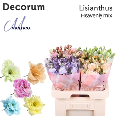 Eustoma Double Painted Heavenly Mix 70cm