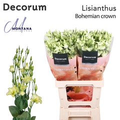 Eustoma Single Bohemian Crown 70cm