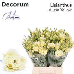 Eustoma Double Alissa Yellow 45cm