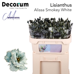 Eustoma Double Painted Alissa Smokey White 70cm