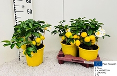 Citrus Meyer 19Ø 45cm