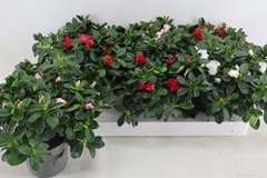 Rhododendron Hellmut Bird Mix 13Ø 30cm