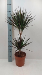 Dracaena Magenta 21Ø 80cm