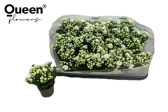 Kalanchoe Double Rose Flowers Greta 6Ø 12cm