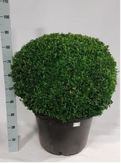 Buxus Sempervirens 45Ø 75cm