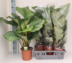 Calathea Orbifolia 19Ø 85cm