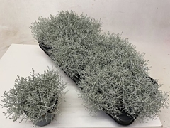 Leucophyta Brownii 10Ø 17cm