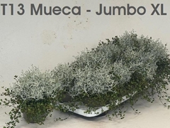 Leucophyta Brownii 13Ø 22cm