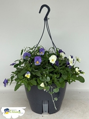 Hanging Baskets 27Ø 50cm