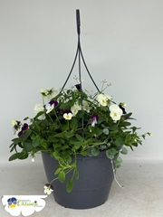 Hanging Baskets 27Ø 50cm