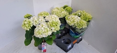 Hydrangea Wudu 15Ø 40cm 7bl