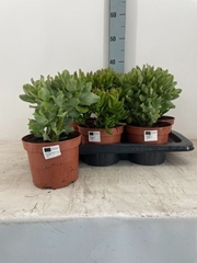 Crassula Mixed 17Ø 30cm