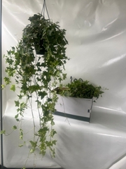 Hedera Helix Goldchild 19Ø 100cm