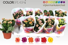 Kalanchoe Double Mix 10Ø 20cm