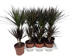 Dracaena Magenta 17Ø 75cm