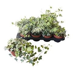 Hedera Helix Eva 13Ø 35cm