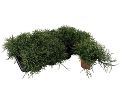 Rhipsalis Burchellii 12Ø 12cm