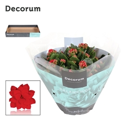 Kalanchoe Double Secret Red 23Ø 28cm