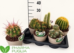 Cactus Mix 17Ø 25cm