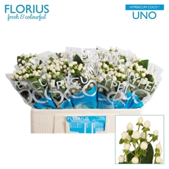 Hypericum Coco Uno 50cm