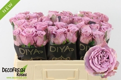 Rosa Lilac Twirl 50cm