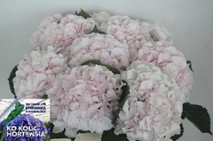 Hydrangea Sweet Verena 50cm 17-19cm Hd