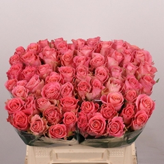 Rosa Hermosa+ 40cm