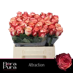 Rosa Attraction 40cm