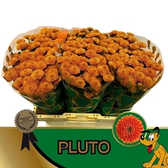 Chrysanth Santini Pluto 55cm 48gr.