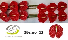 Anthurium Eterno 13cm Hd