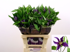 Clematis Amazing Oslo 60cm