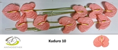 Anthurium Kuduro 15cm Hd
