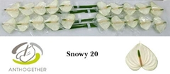 Anthurium Snowy 9cm Hd