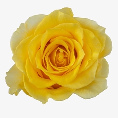 Rosa Palmares! 60cm