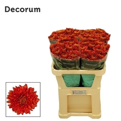 Chrysanth Single Tusca 70cm 90gr.