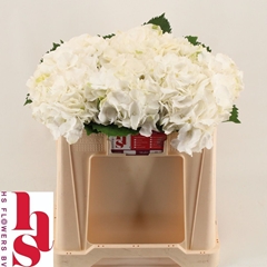 Hydrangea White Verena 50cm 15-17cm Hd