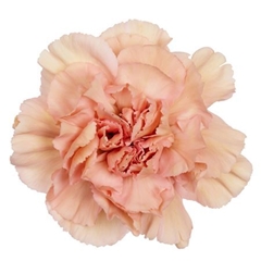 Dianthus Single Caramel 55cm