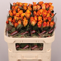 Rosa Marie-claire! 70cm