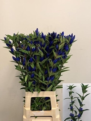 Gentiana Just Blue 80cm