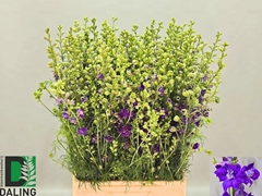 Consolida Regalis Qis Dark Blue 80cm