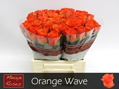 Rosa Orange Wave 40cm