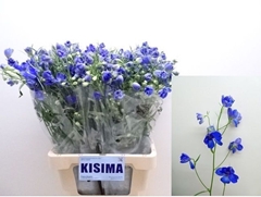 Delphinium Single Sunshine 70cm