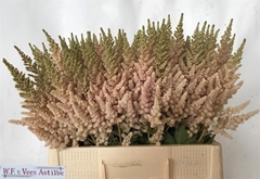 Astilbe Vision Inferno 60cm