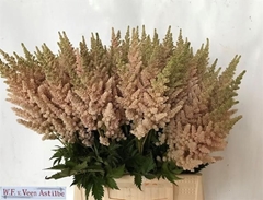 Astilbe Vision Inferno 50cm