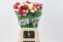 Dianthus Single Mix Per Bunch 70cm