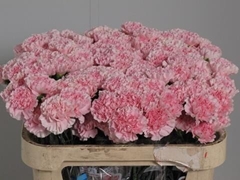 Dianthus Single Essiana 65cm